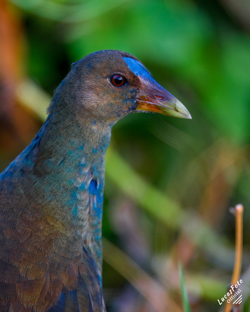 Purple Gallinule