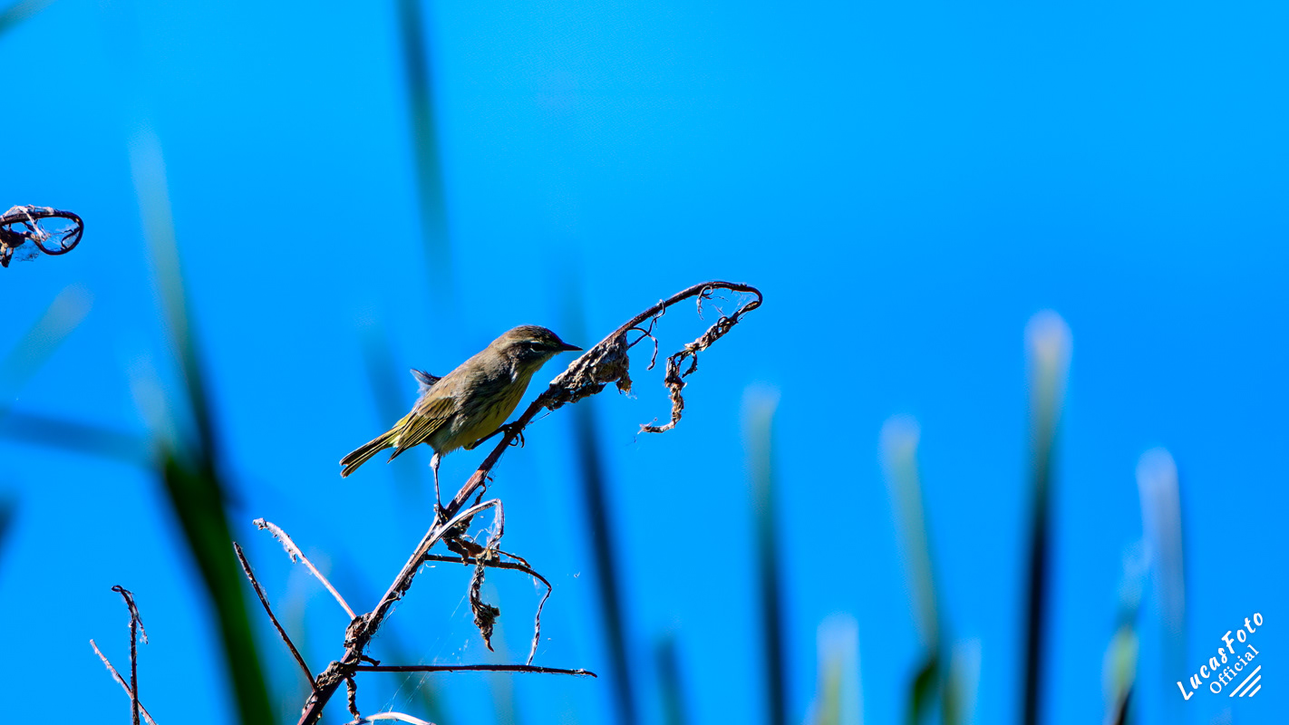 Palm Warbler
