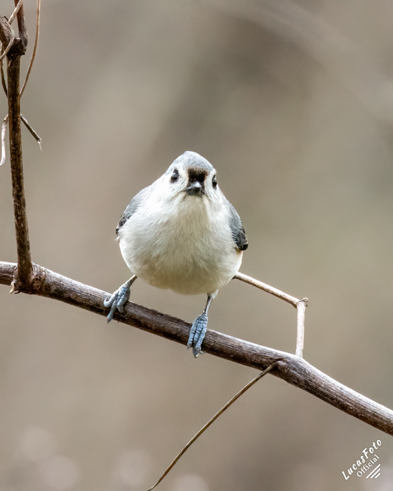 Tufted Titmouse