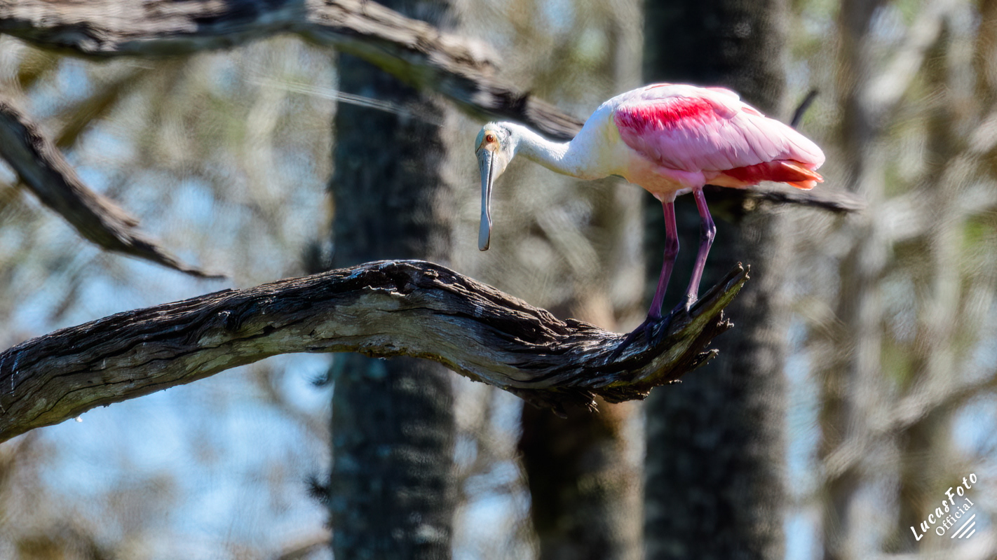 Roseate Spoonbill