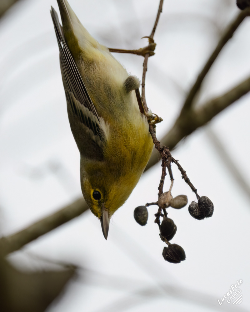 Pine Warbler