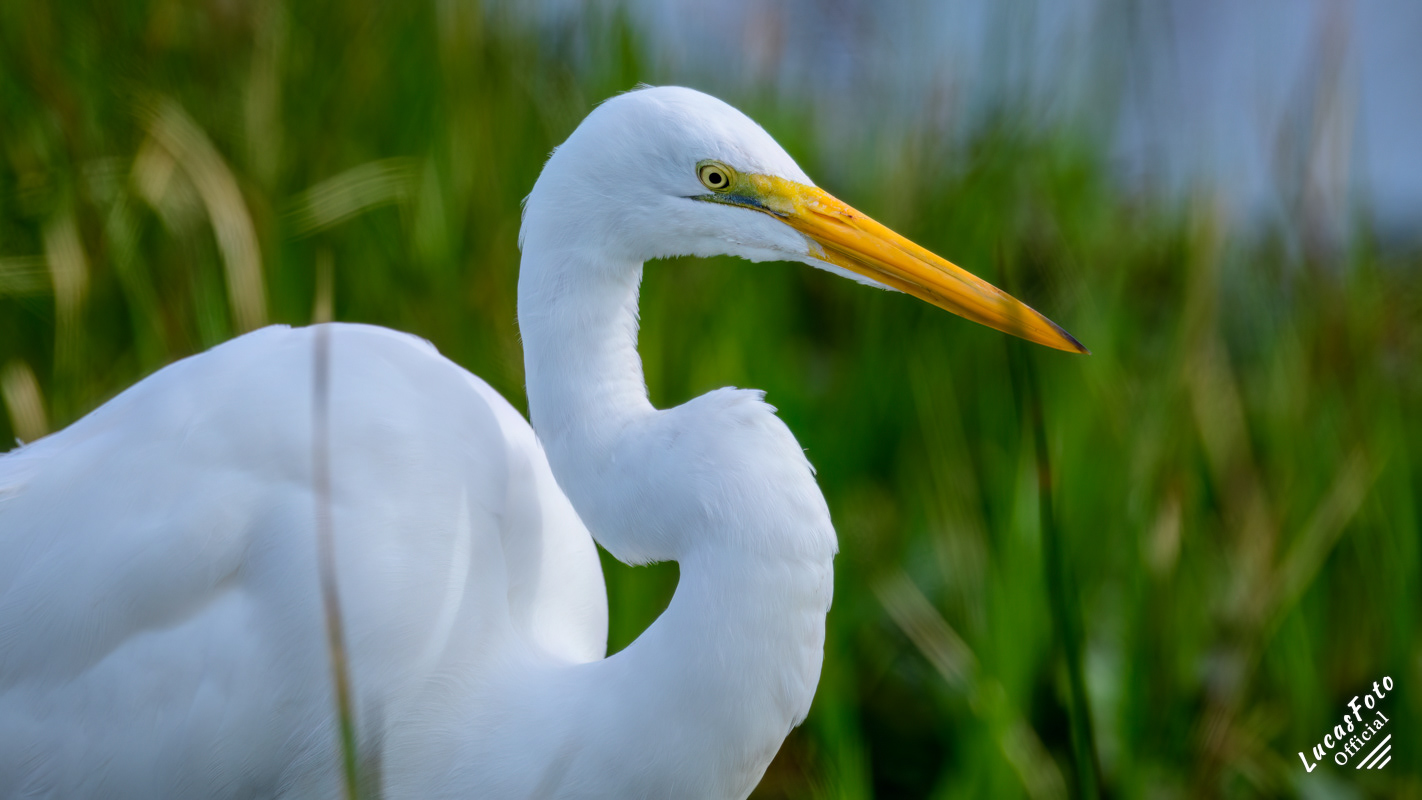 Great Egret