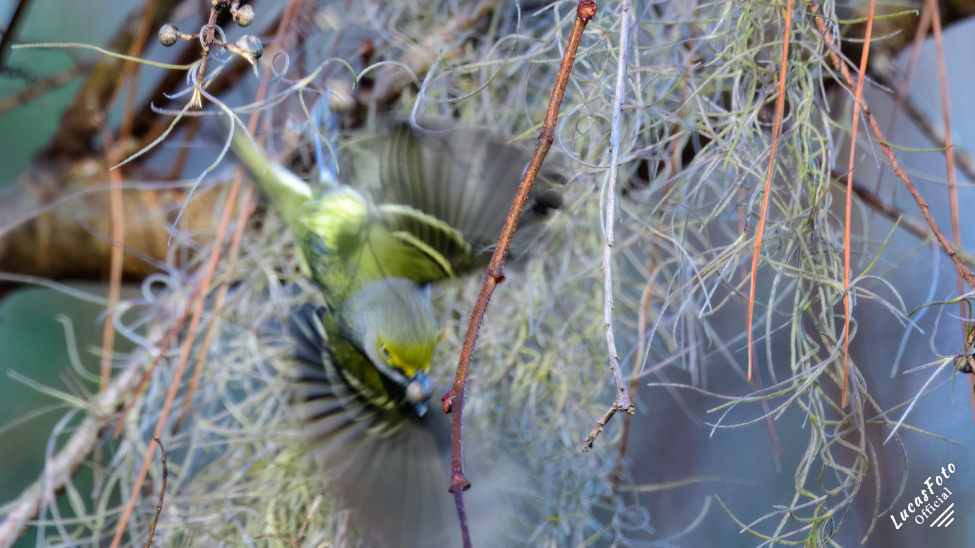 White-eyed Vireo