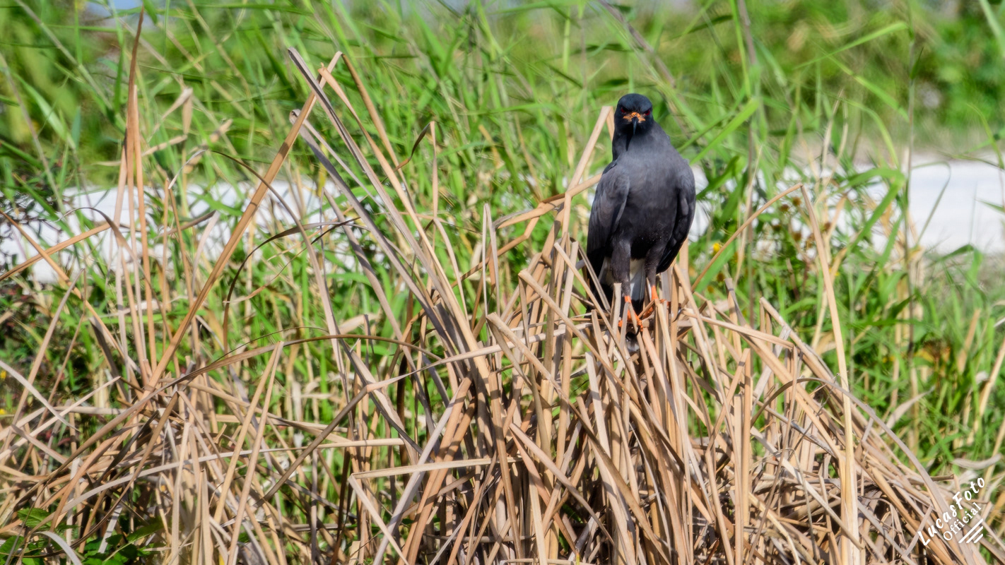 Snail Kite