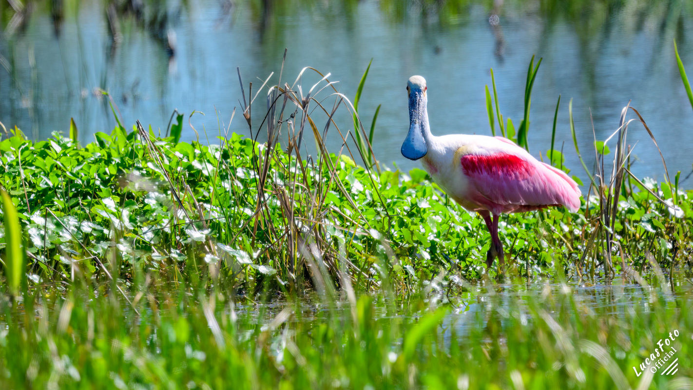 Roseate Spoonbill