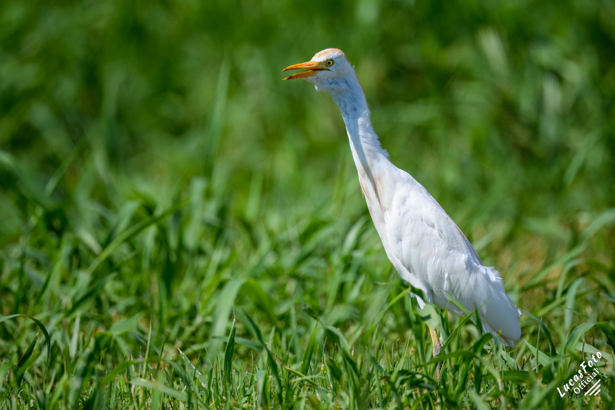 Cattle Egret