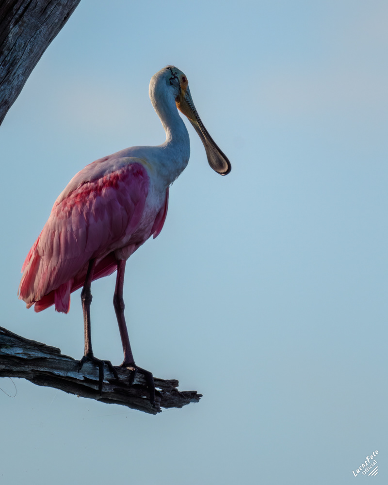 Roseate Spoonbill