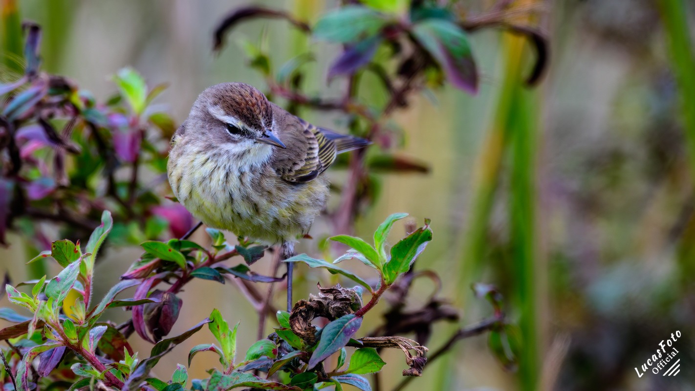 Palm Warbler