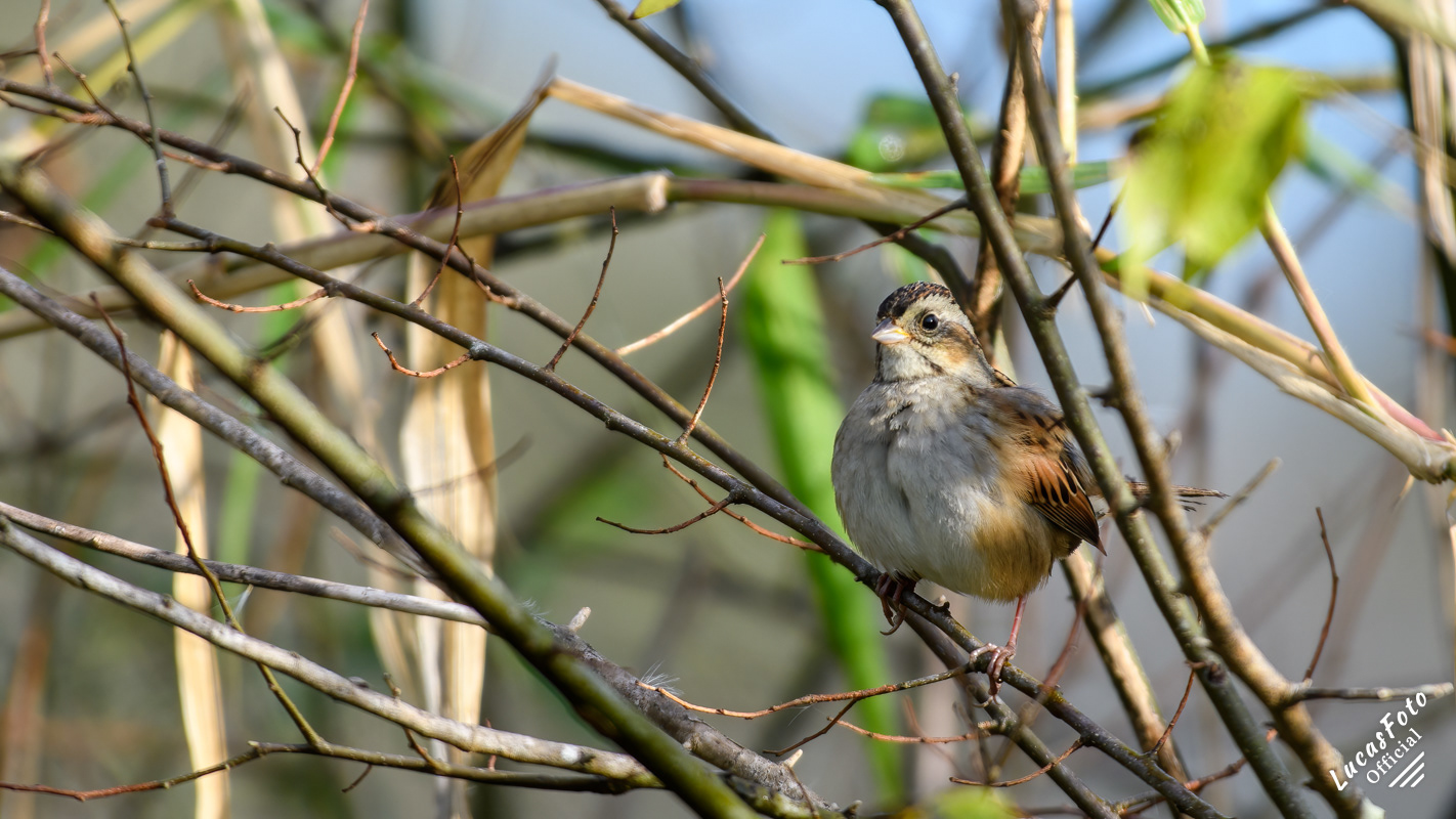 Swamp Sparrow