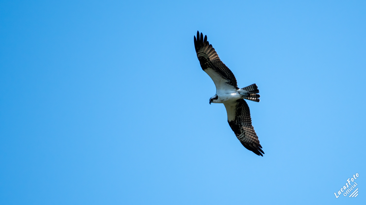 Osprey