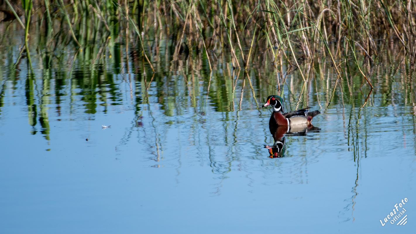 Wood Duck