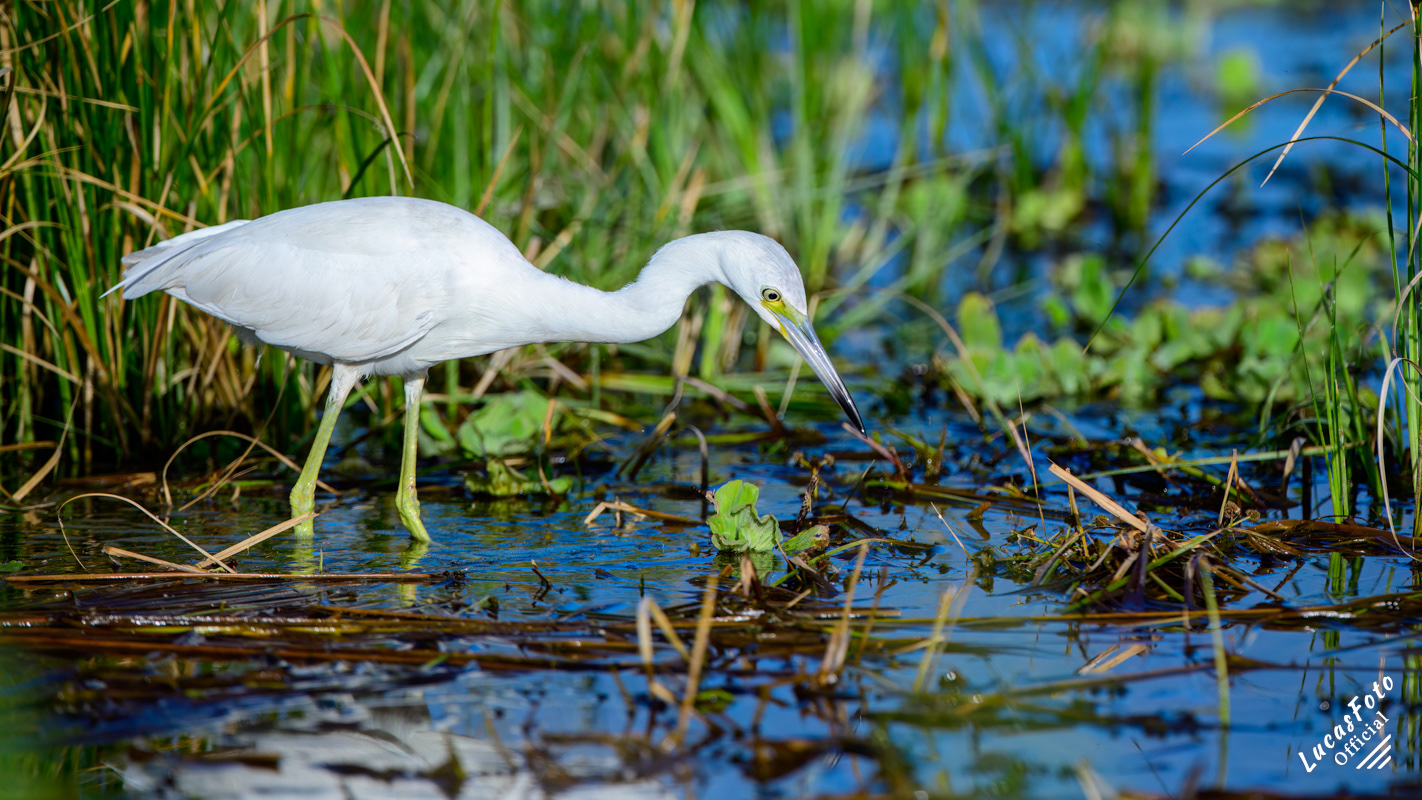 Little Blue Heron