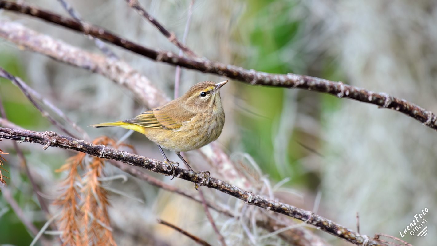 Palm Warbler