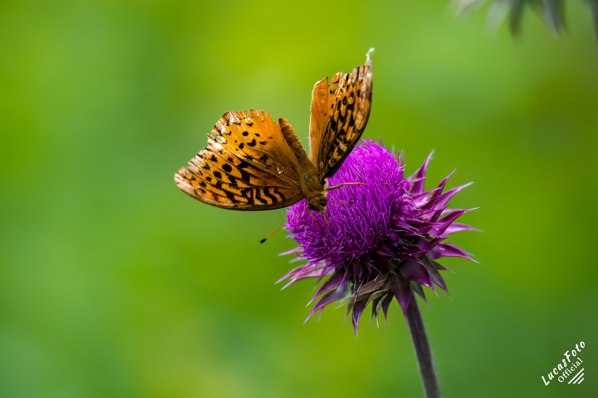 Meadow Fritillary