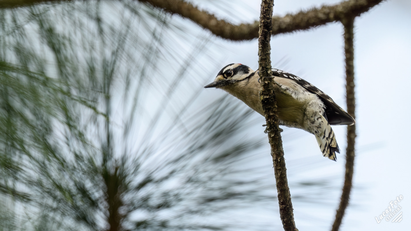 Downy Woodpecker
