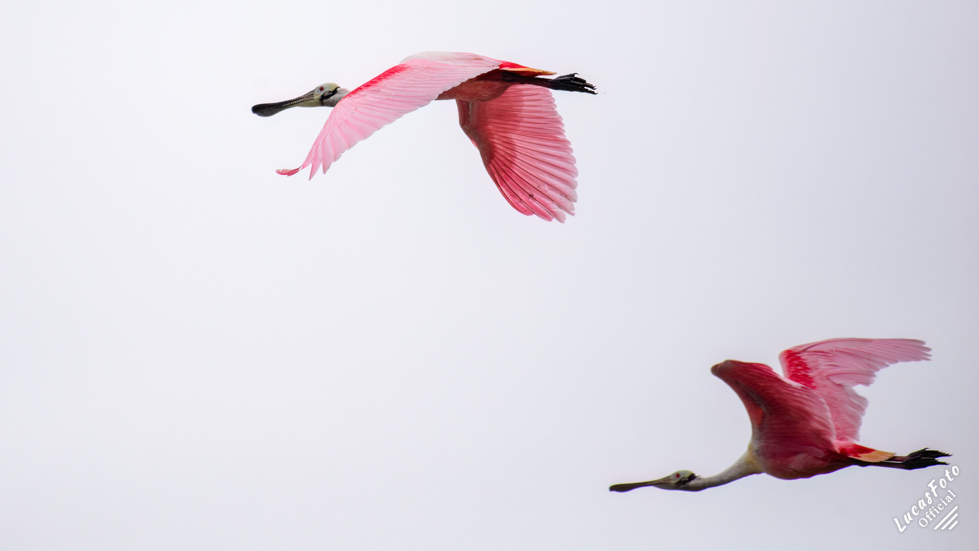 Roseate Spoonbill