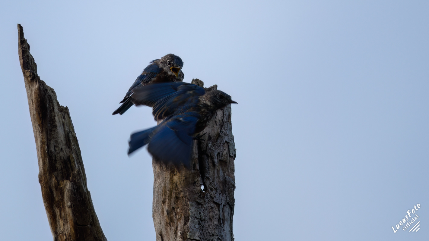Eastern Bluebird