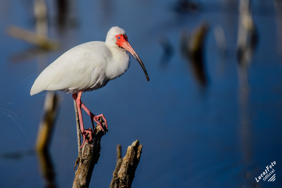 White Ibis