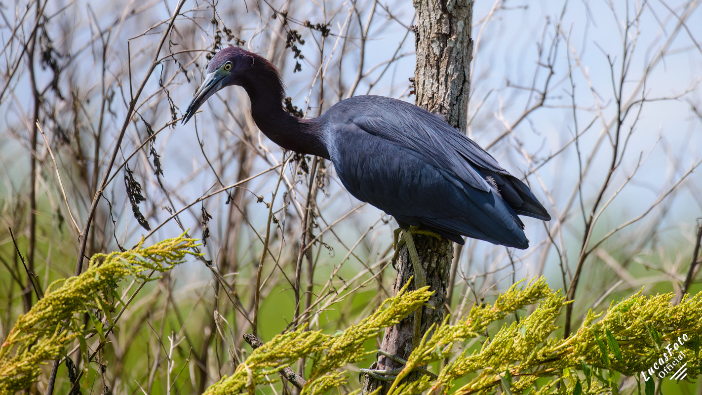 Little Blue Heron