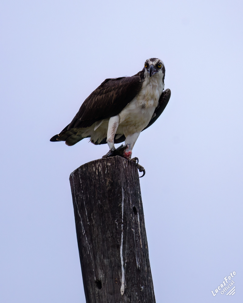 Osprey