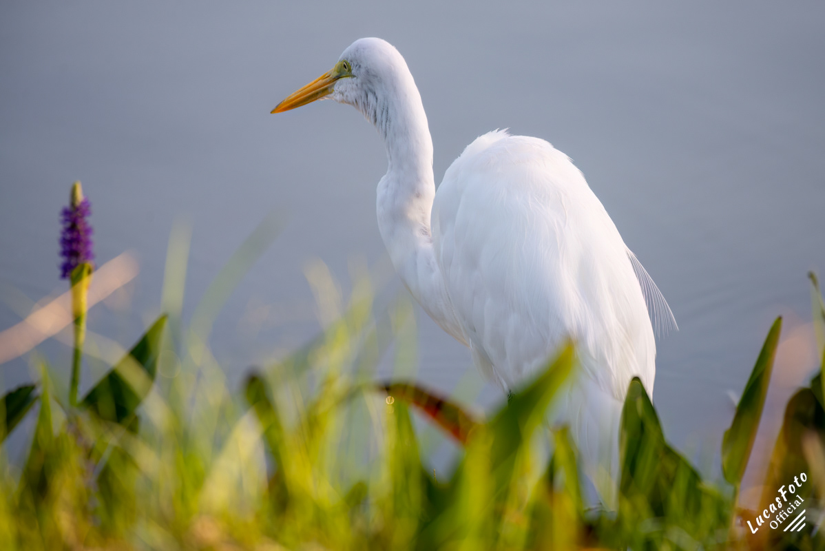 Great Egret