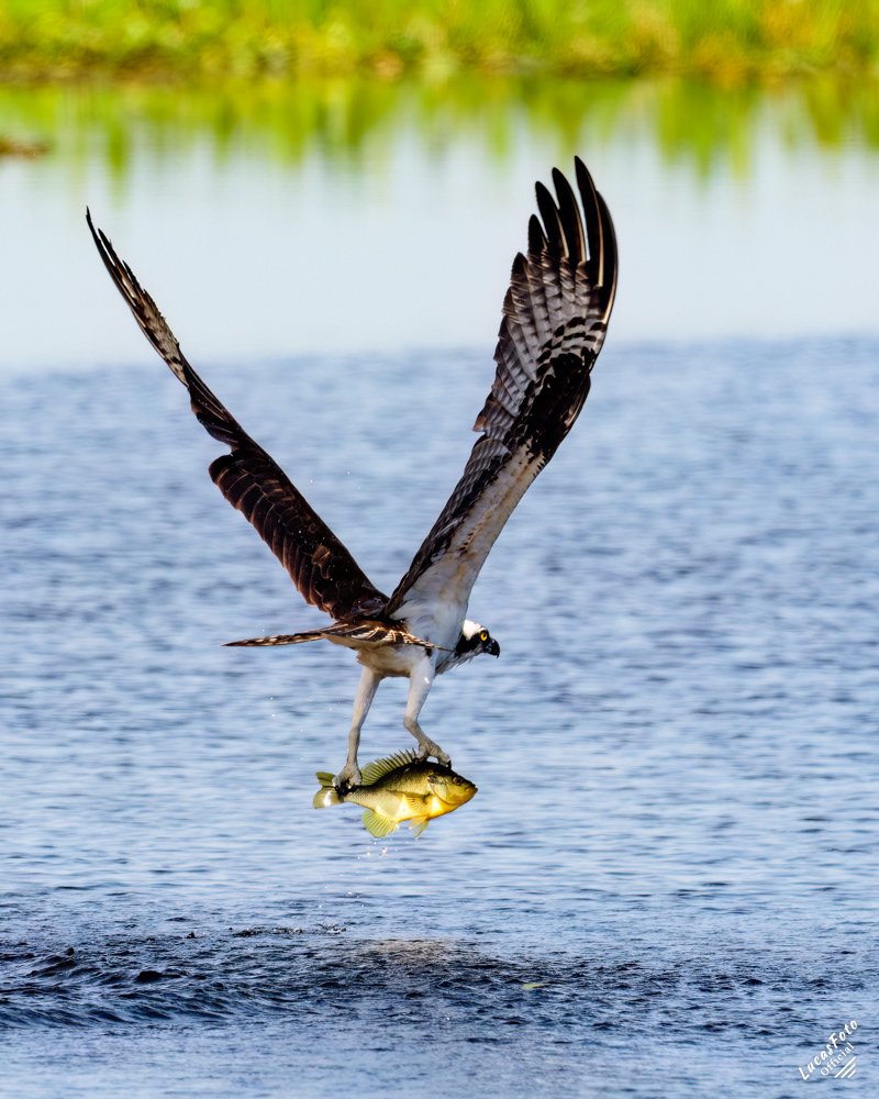 Osprey
