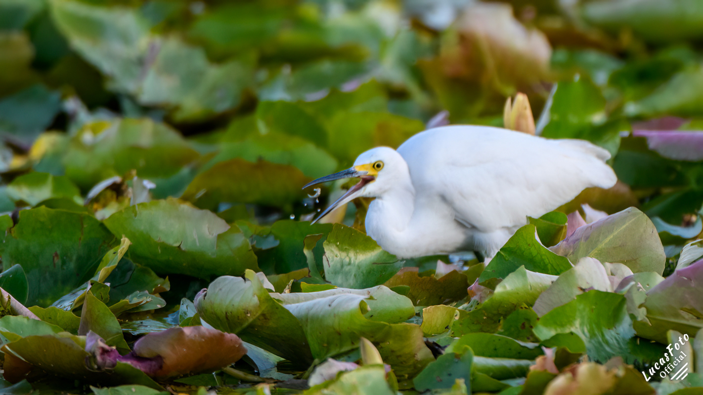 Snowy Egret