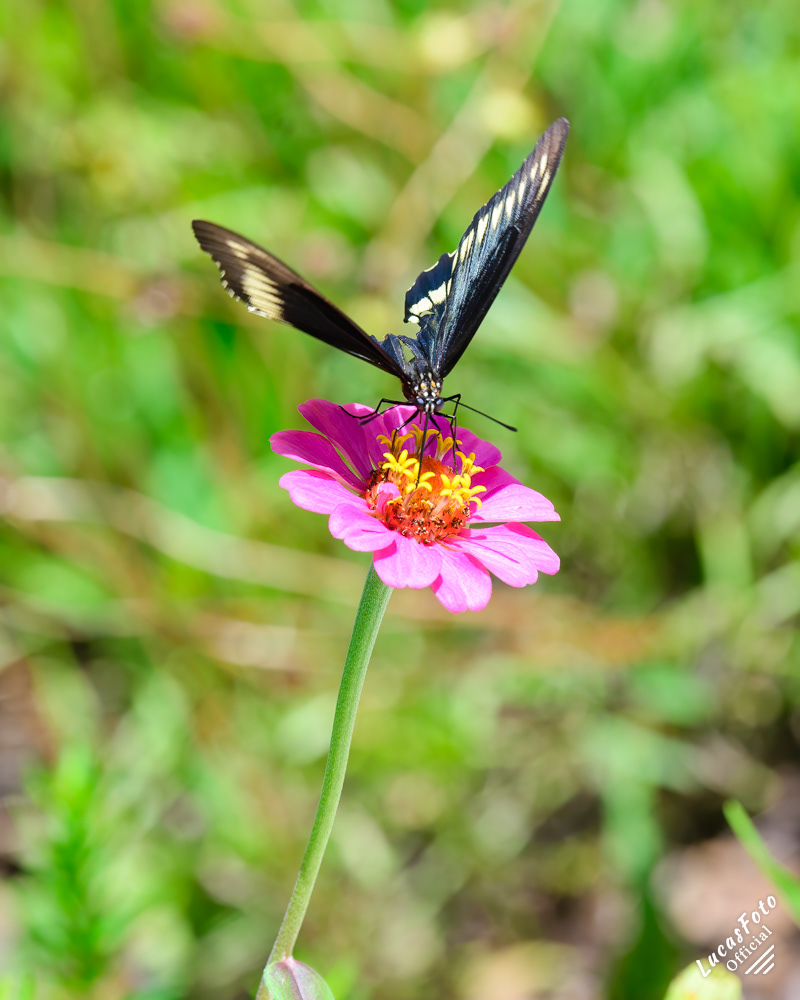 Polydamas swallowtail