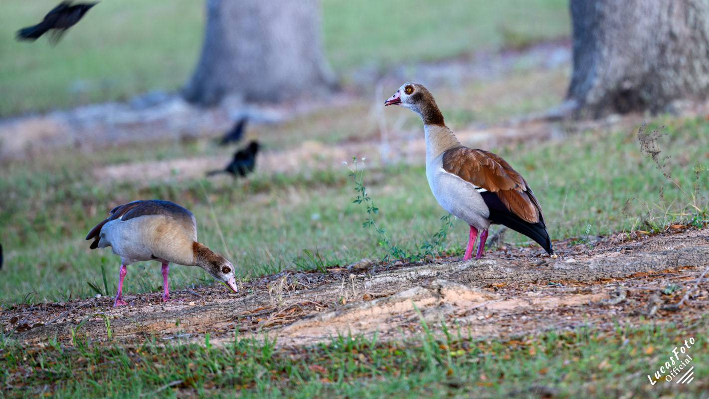 Egyptian Goose