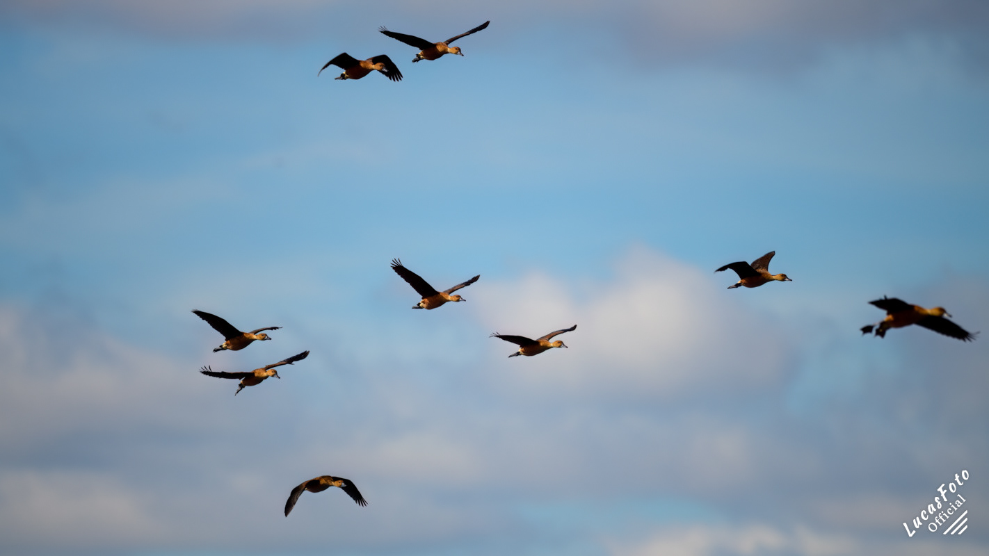 Fulvous Whistling-Duck