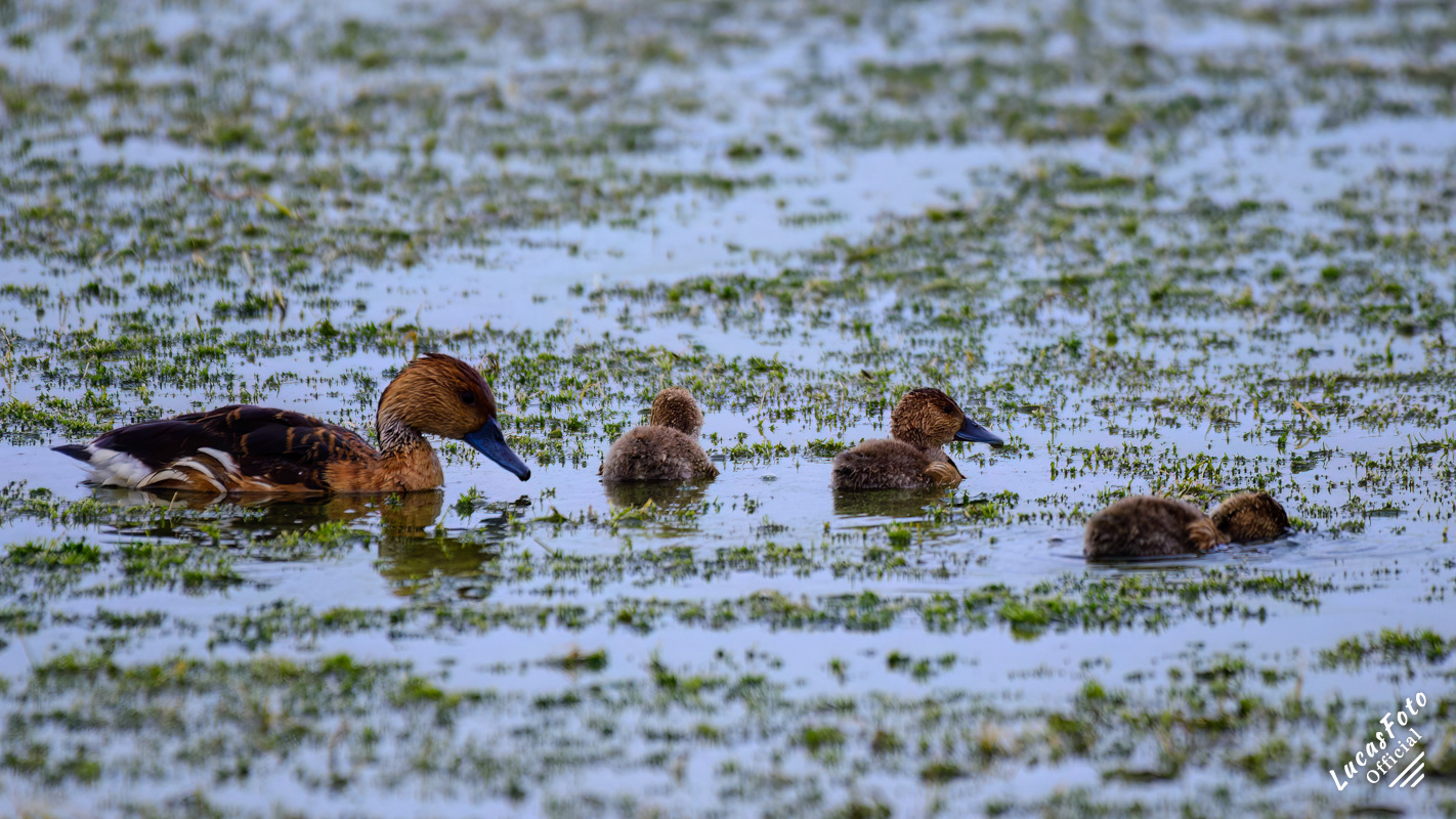 Fulvous Whistling-Duck