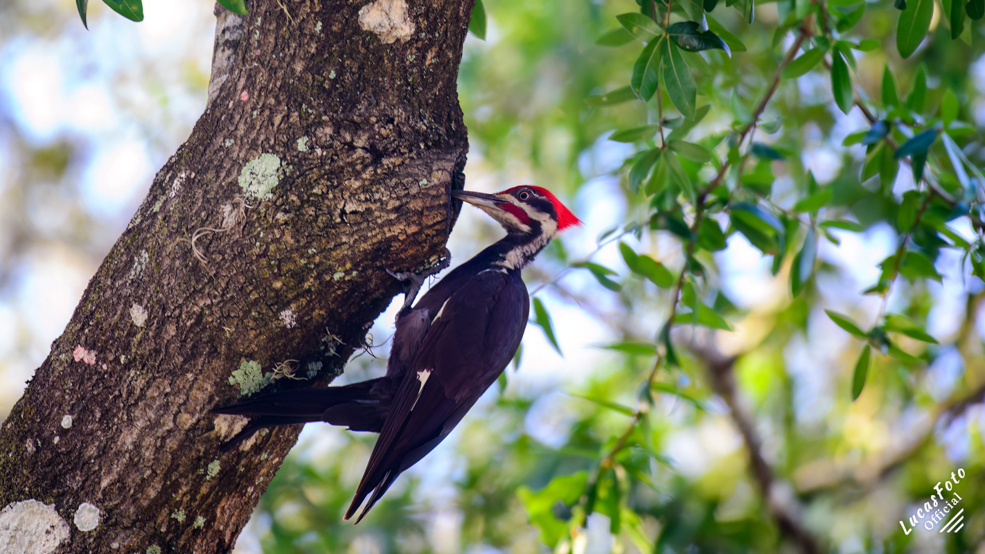 Pileated Woodpecker