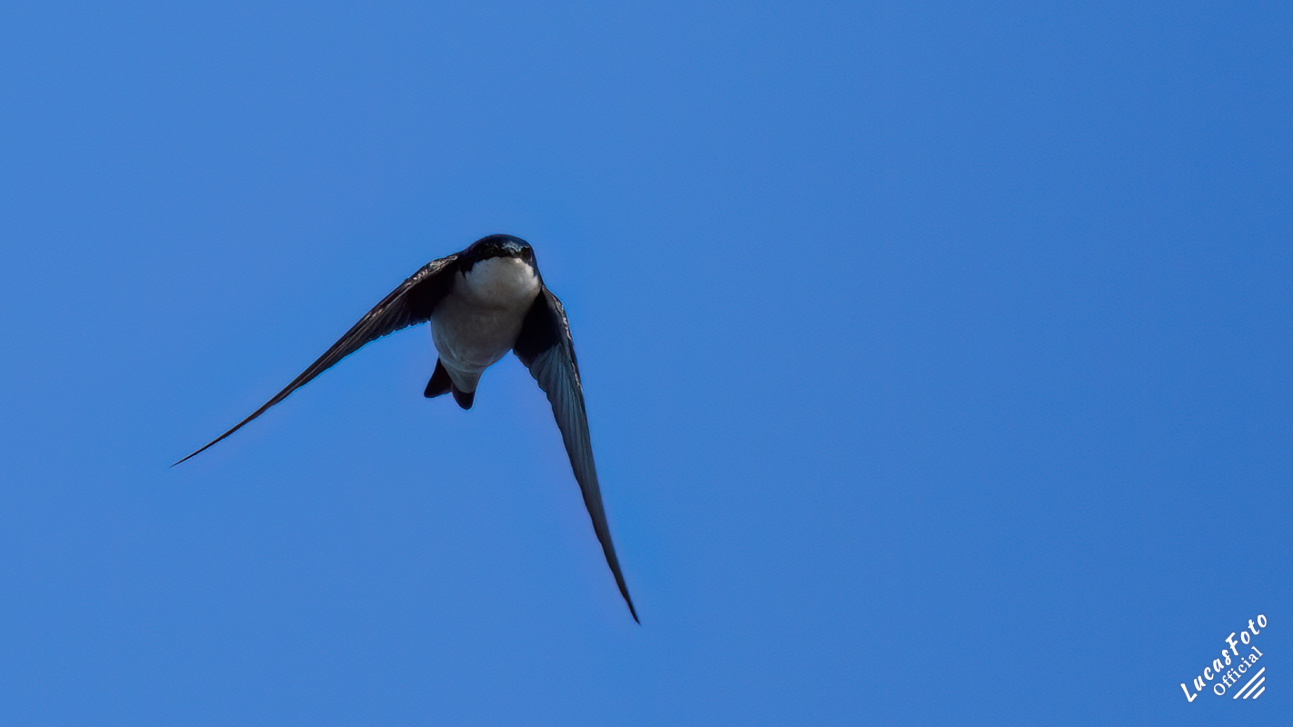 Tree Swallow