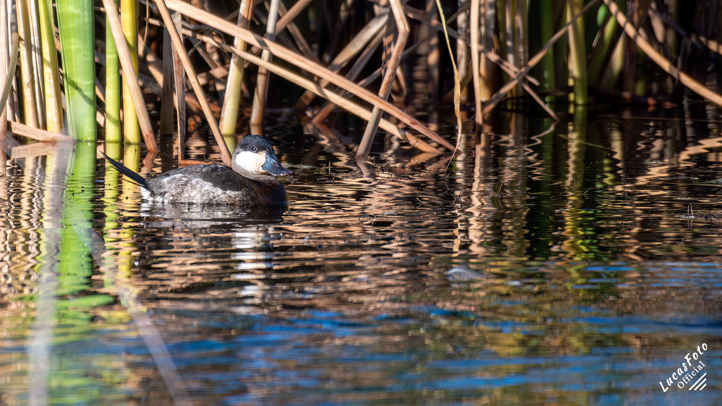 Ruddy Duck