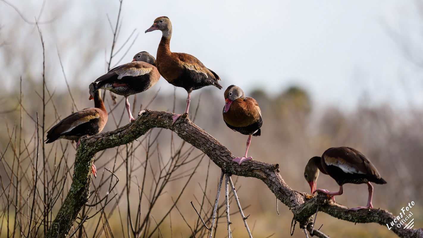Black-bellied Whistling-Duck