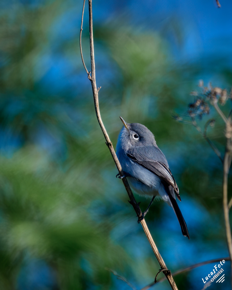Blue-gray Gnatcatcher