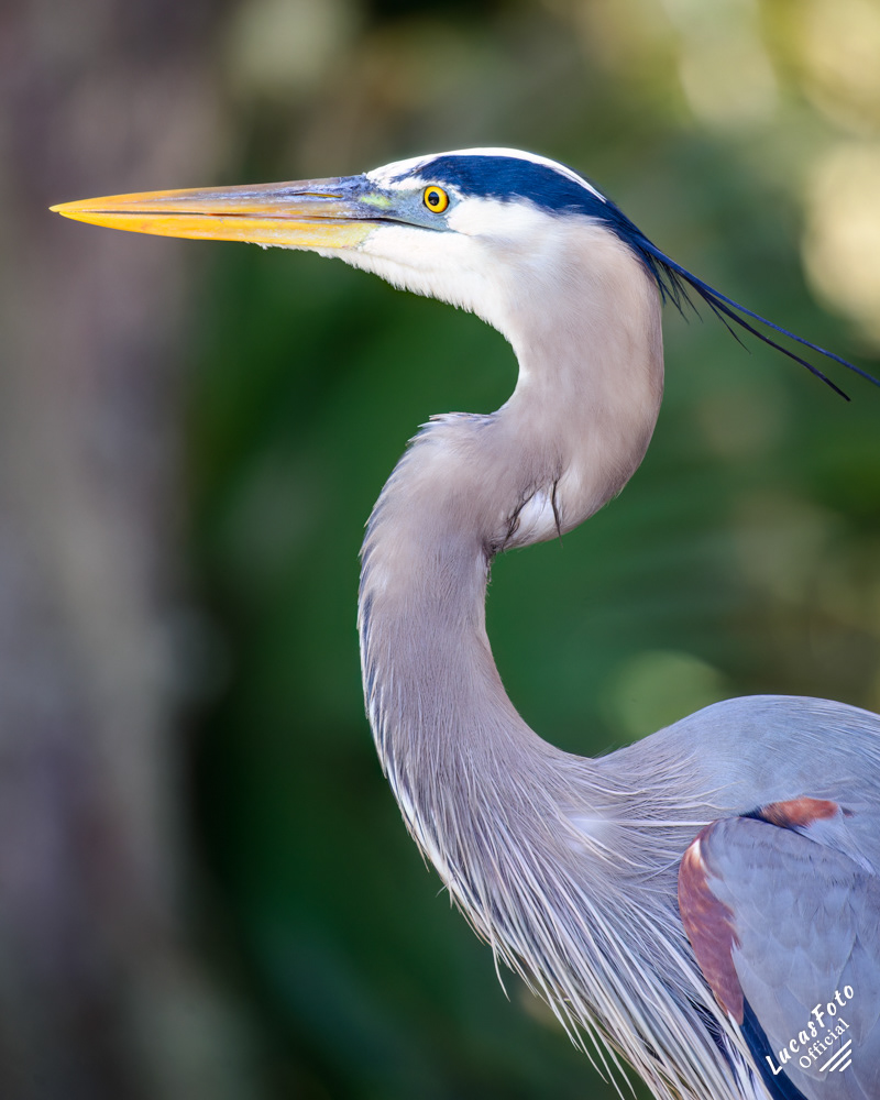 Great Blue Heron