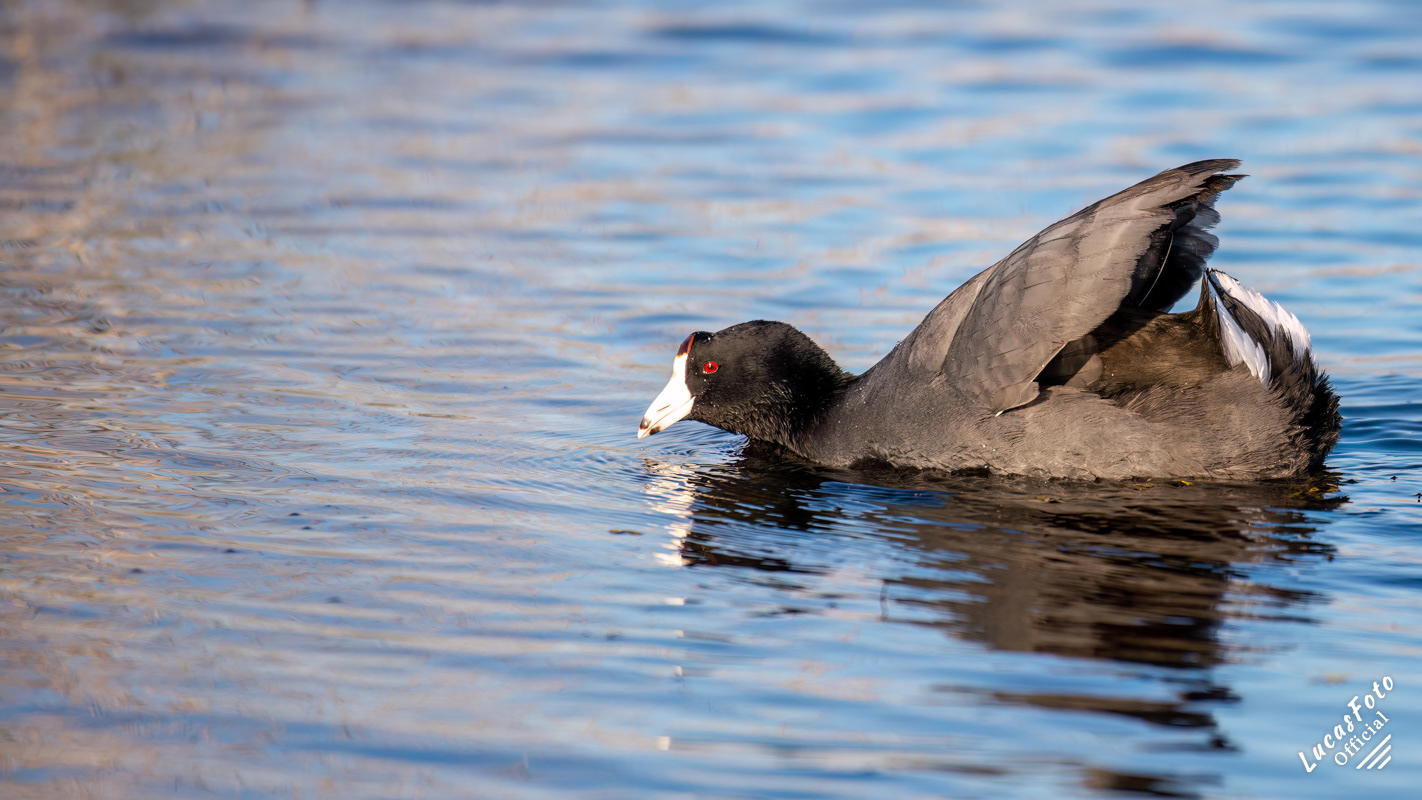 American Coot