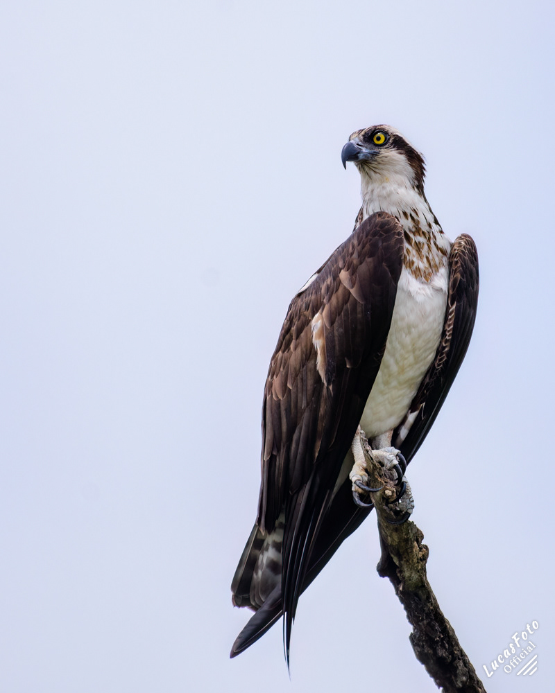 Osprey