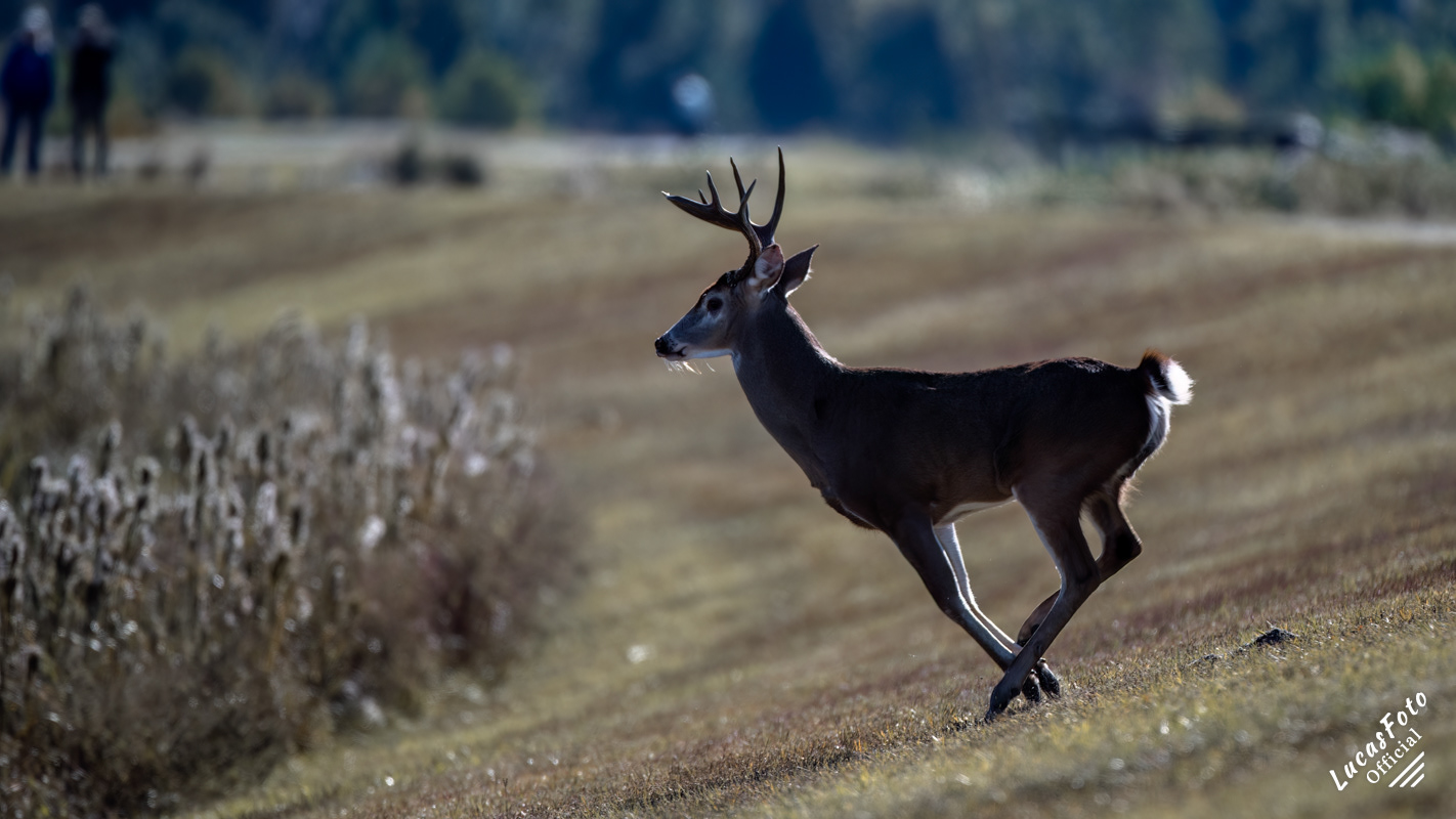 Whitetail