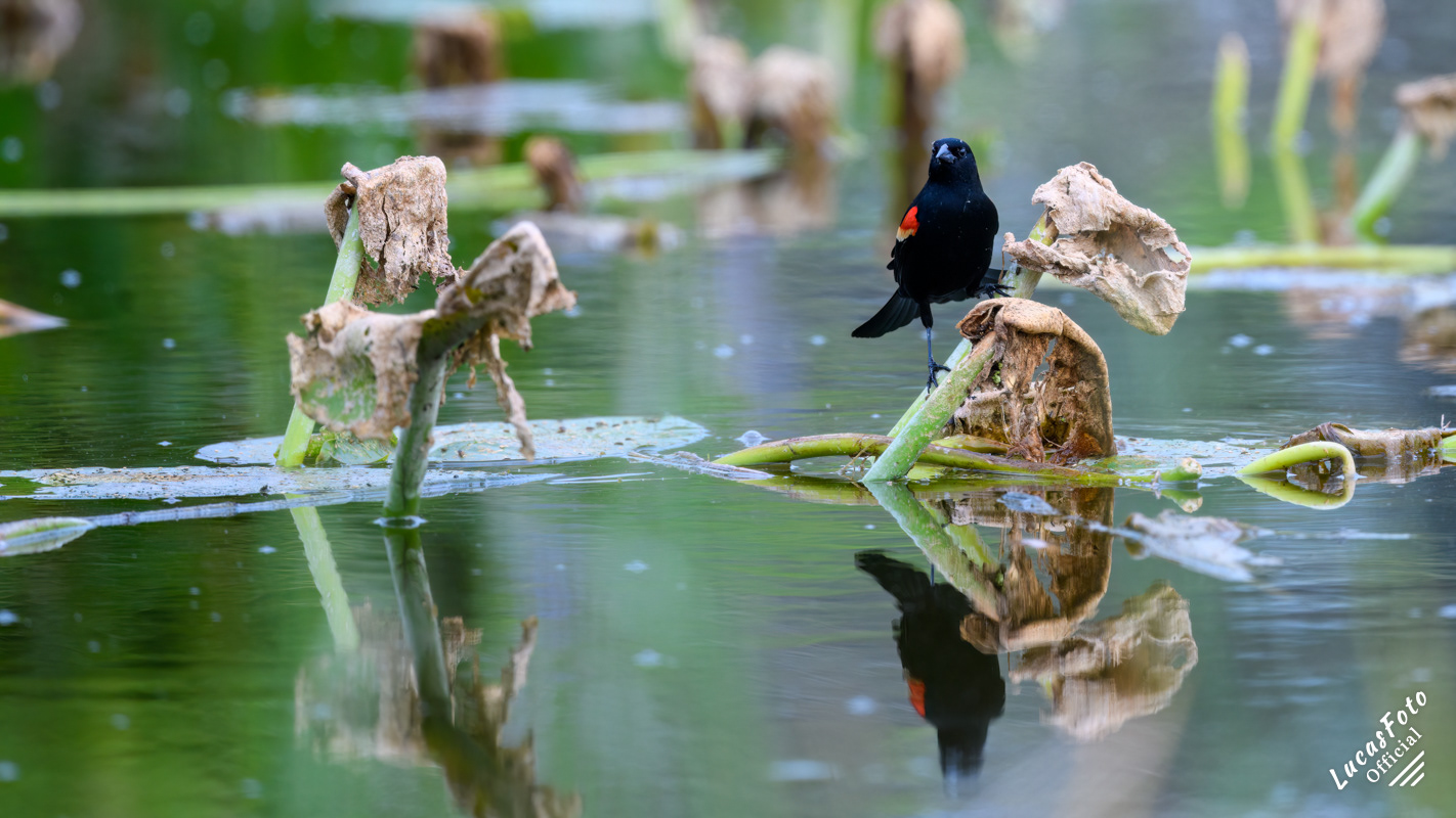 Red-winged Blackbird