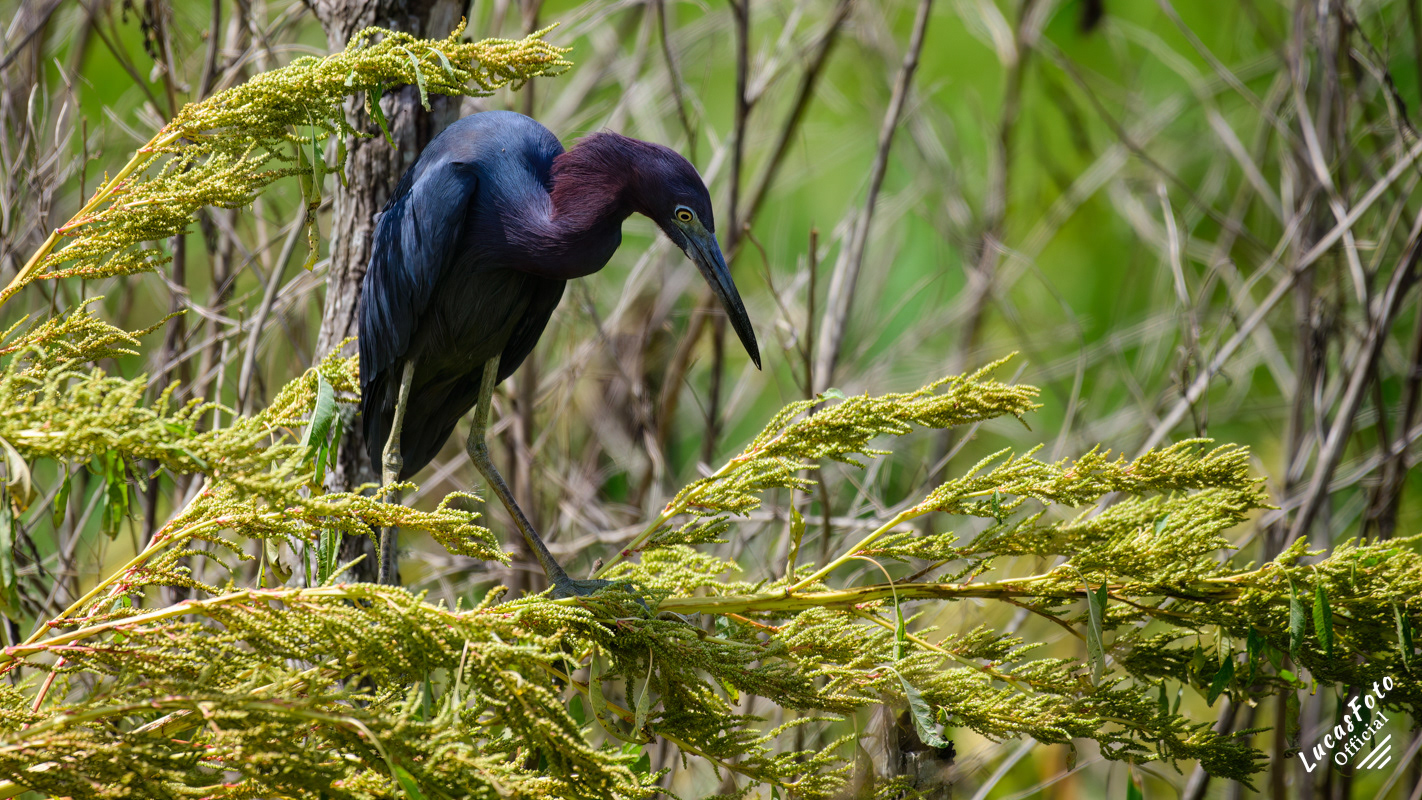 Little Blue Heron