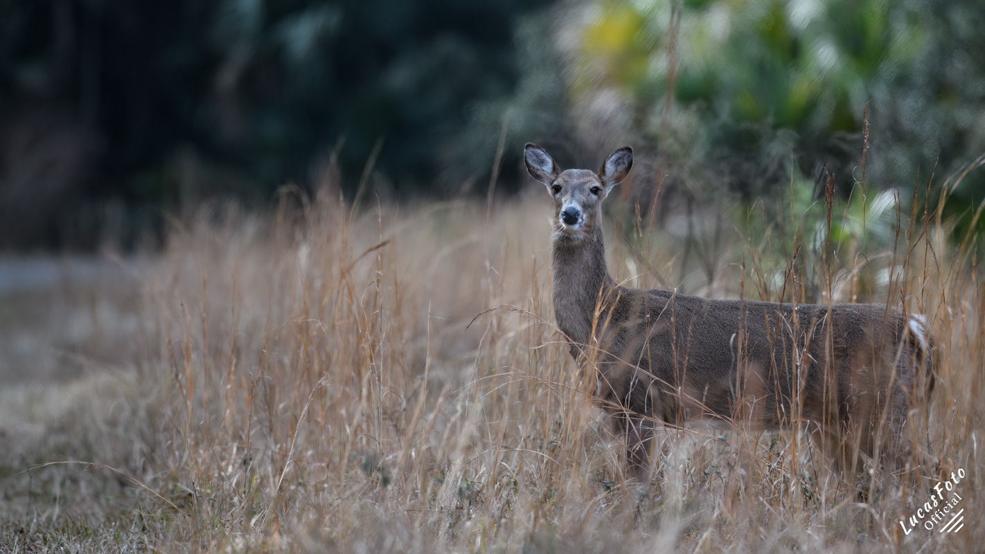 Whitetail