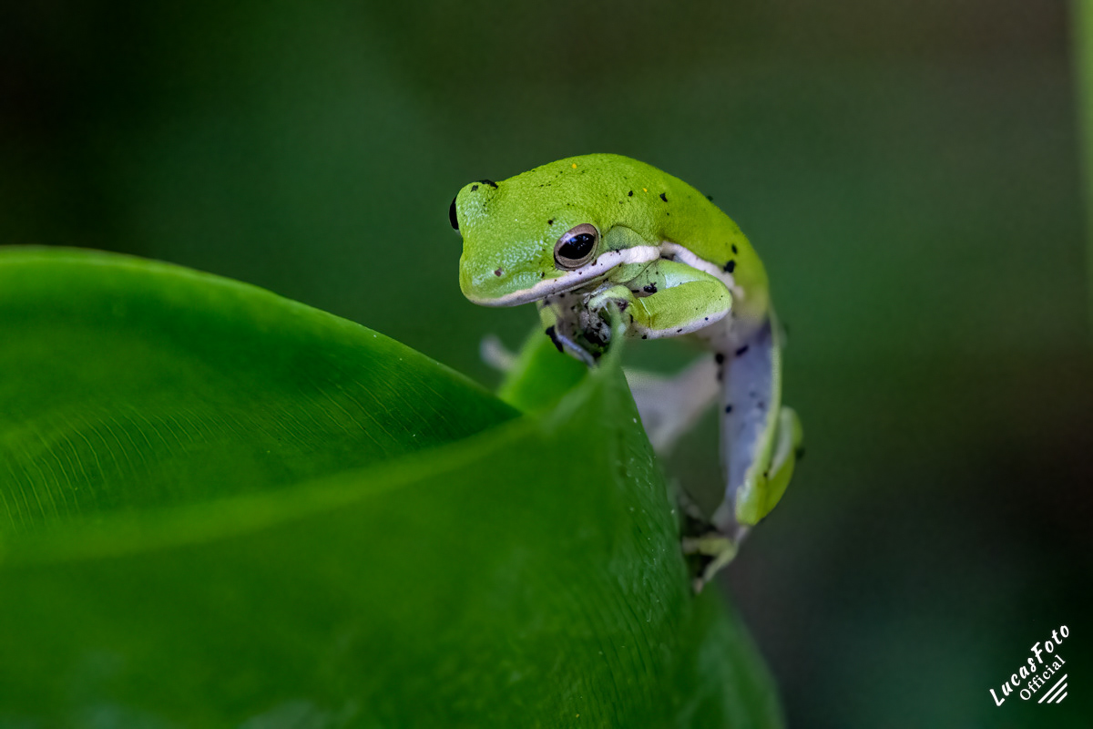 Green Treefrog