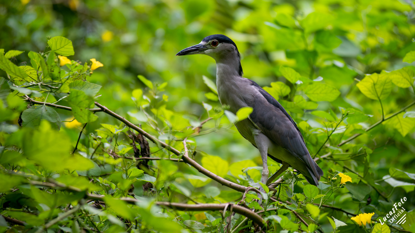Black-crowned Night Heron