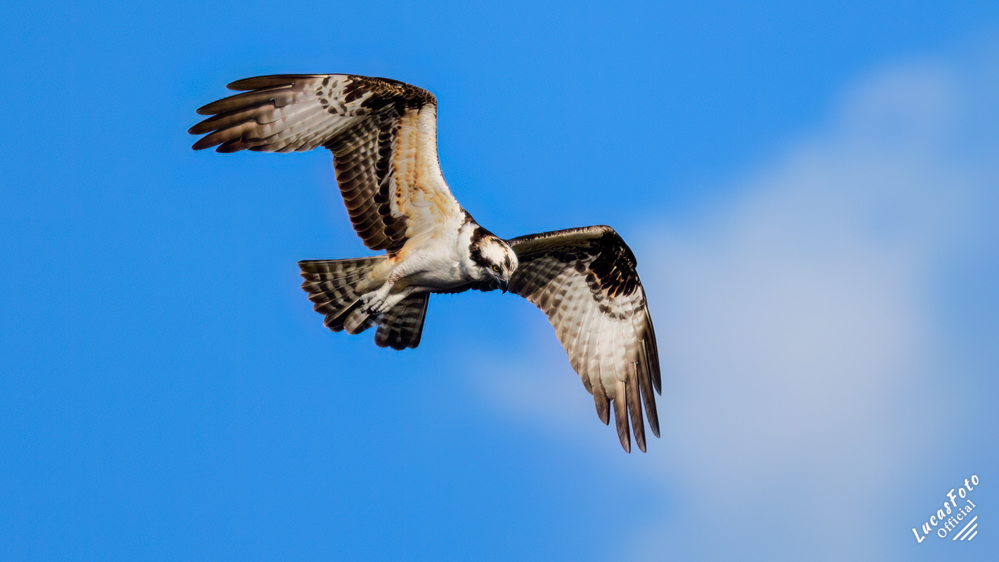 Osprey