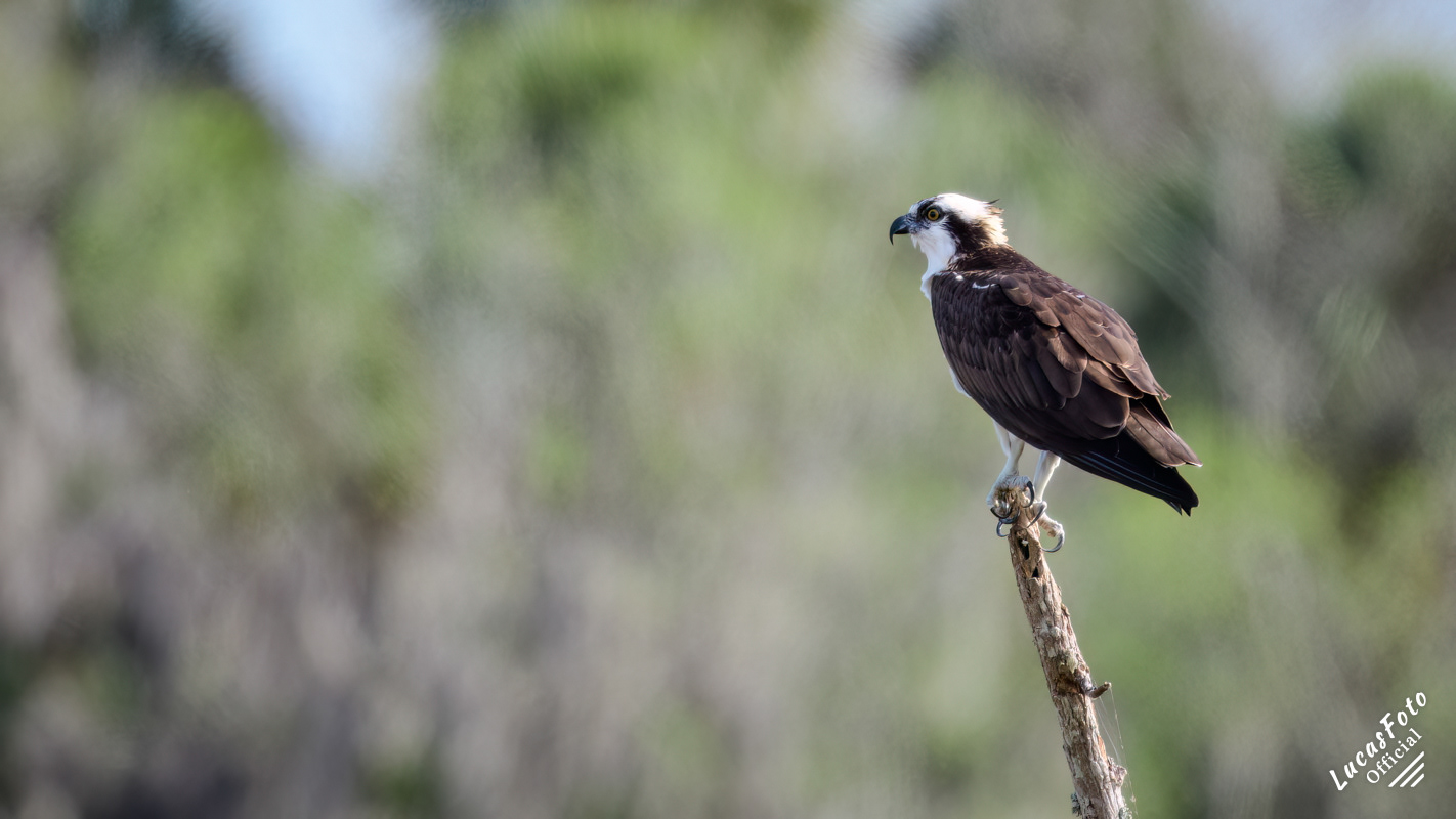 Osprey