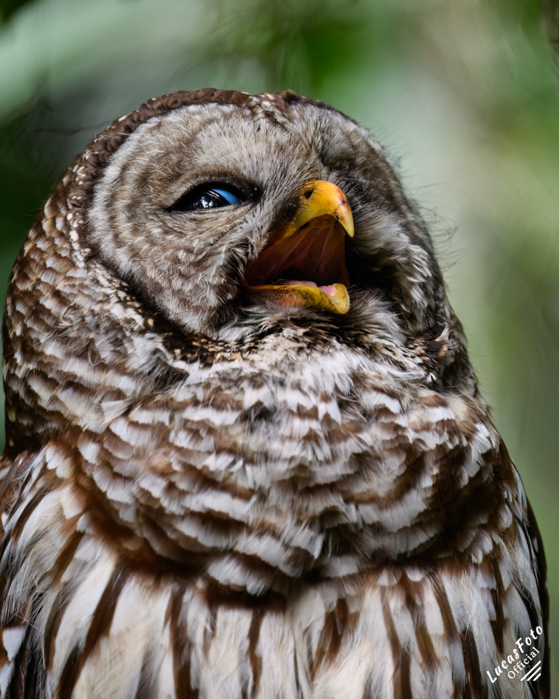 Barred Owl