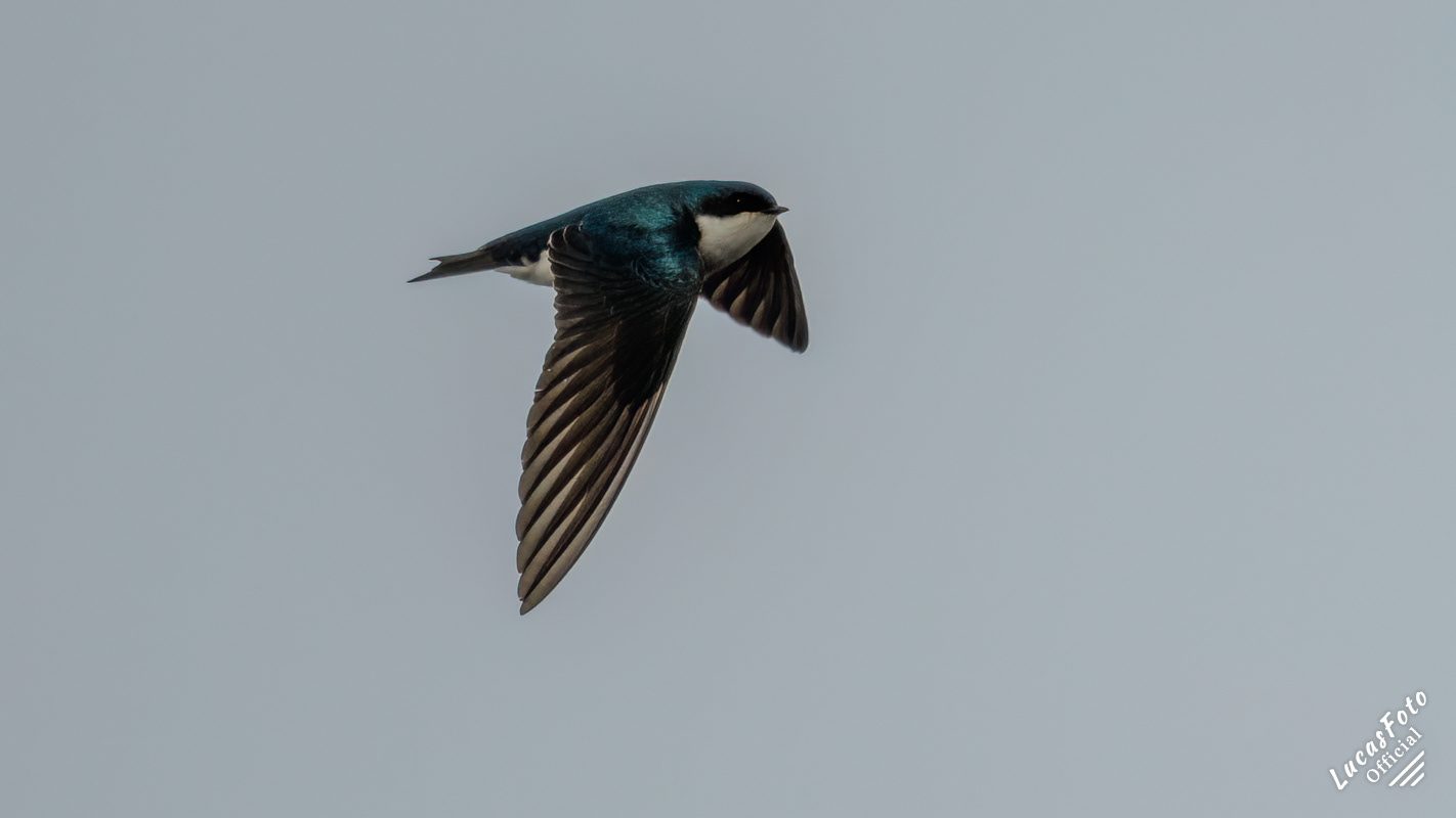 Tree Swallow