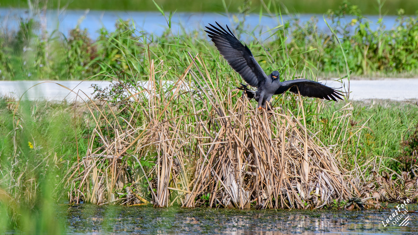 Snail Kite